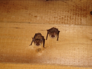 Braune Langohren auf dem Dachboden hngend