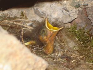 Haus-Rotschwanz-Junge geschlüpft Mai 2007