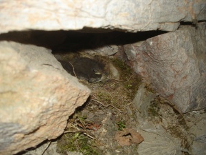 Rudi am 28. Mai 2007