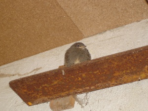 Rudi am 31. Mai 2007